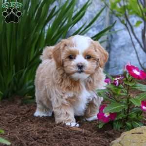 Winner, Maltipoo Puppy