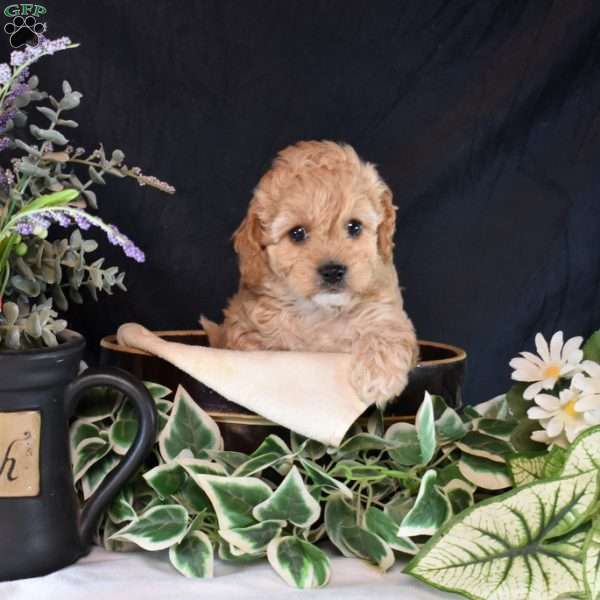 Winnie, Cavapoo Puppy