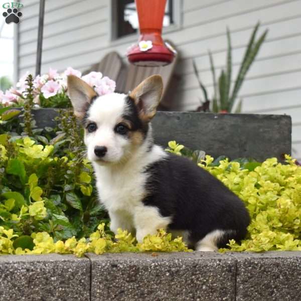 Winnie, Pembroke Welsh Corgi Puppy