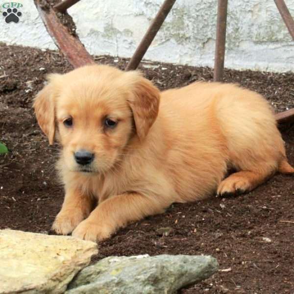 Winnie, Golden Retriever Puppy