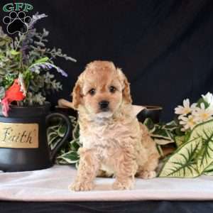 Winnie, Cavapoo Puppy