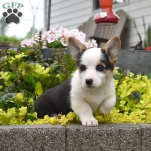 Winnie, Pembroke Welsh Corgi Puppy