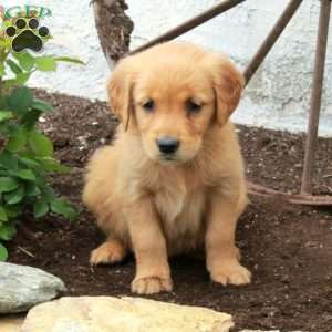 Winnie, Golden Retriever Puppy