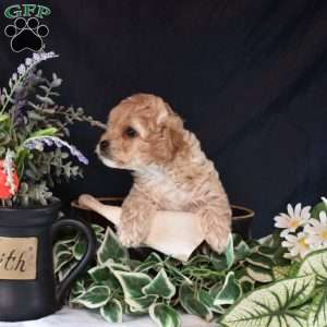 Winnie, Cavapoo Puppy