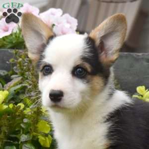 Winnie, Pembroke Welsh Corgi Puppy
