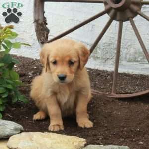 Winnie, Golden Retriever Puppy