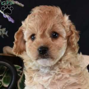 Winnie, Cavapoo Puppy