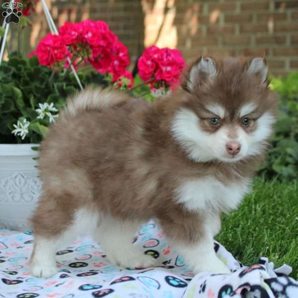 Winston, Pomsky Puppy