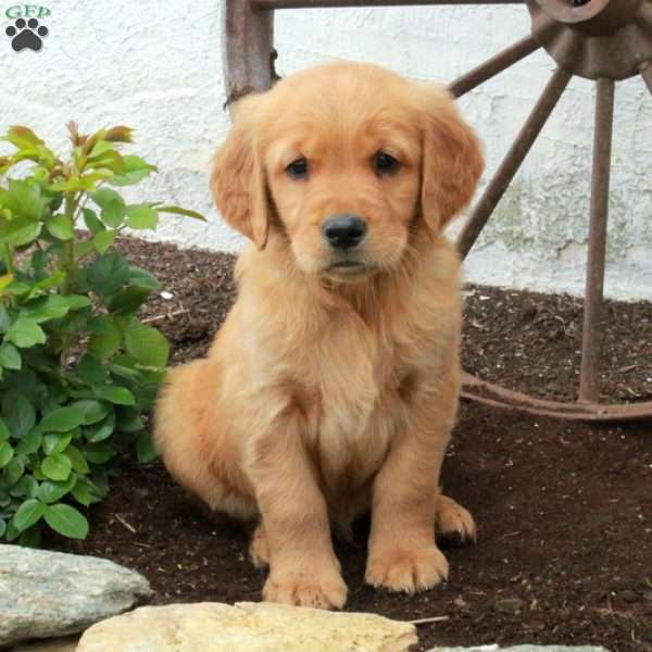 Winston, Golden Retriever Puppy