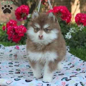 Winston, Pomsky Puppy