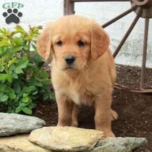 Winston, Golden Retriever Puppy