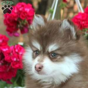 Winston, Pomsky Puppy