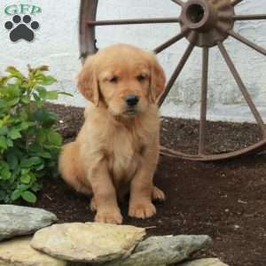 Winston, Golden Retriever Puppy