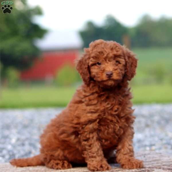 Wonder, Miniature Poodle Puppy