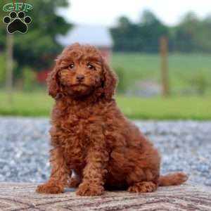 Wonder, Miniature Poodle Puppy