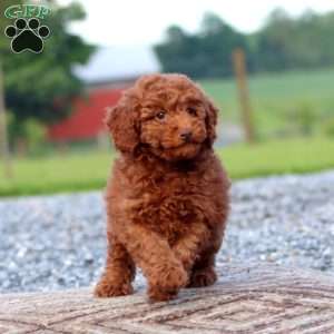 Wonder, Miniature Poodle Puppy