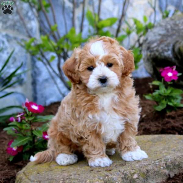 Wonder, Maltipoo Puppy