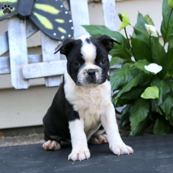 Wonder, Boston Terrier Puppy