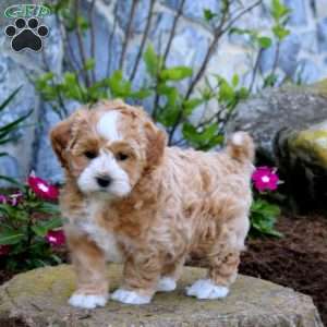 Wonder, Maltipoo Puppy