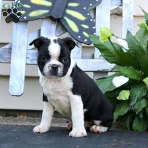 Wonder, Boston Terrier Puppy