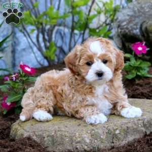 Wonder, Maltipoo Puppy