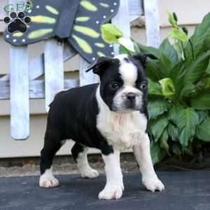 Wonder, Boston Terrier Puppy