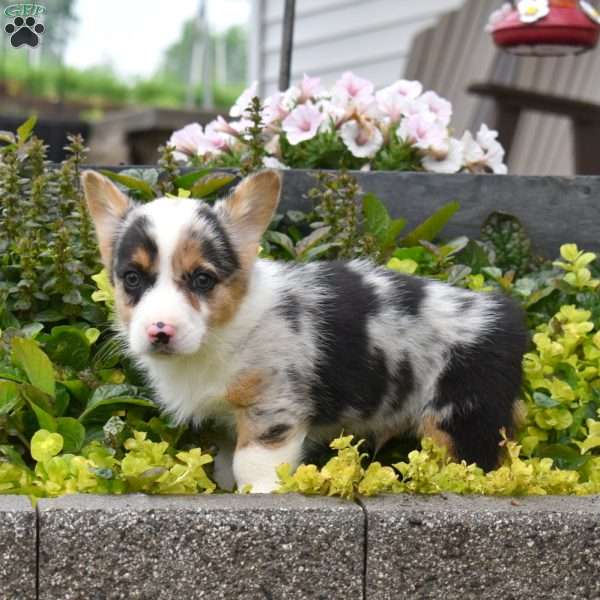 Wrangler, Pembroke Welsh Corgi Puppy