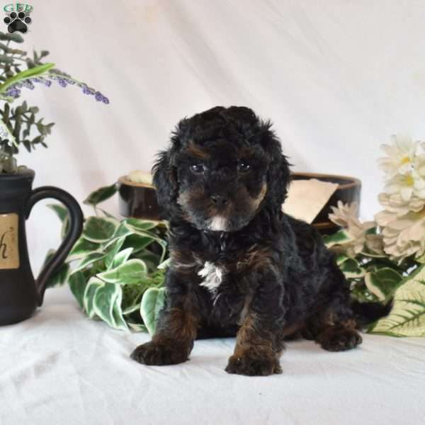 Wrangler, Cavapoo Puppy