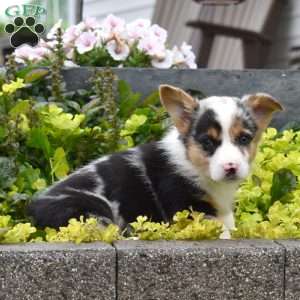 Wrangler, Pembroke Welsh Corgi Puppy