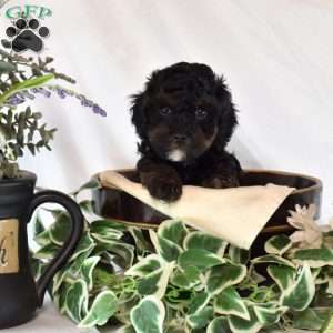 Wrangler, Cavapoo Puppy