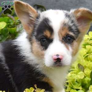 Wrangler, Pembroke Welsh Corgi Puppy