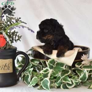 Wrangler, Cavapoo Puppy