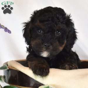 Wrangler, Cavapoo Puppy