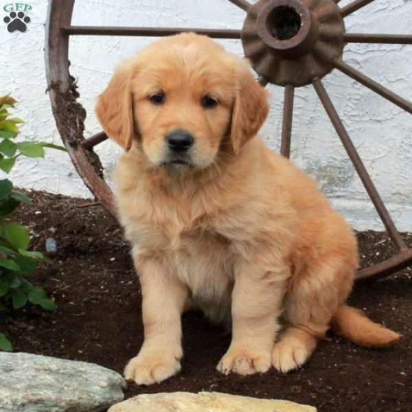 Wyatt, Golden Retriever Puppy