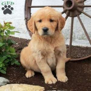 Wyatt, Golden Retriever Puppy