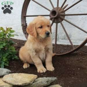 Wyatt, Golden Retriever Puppy