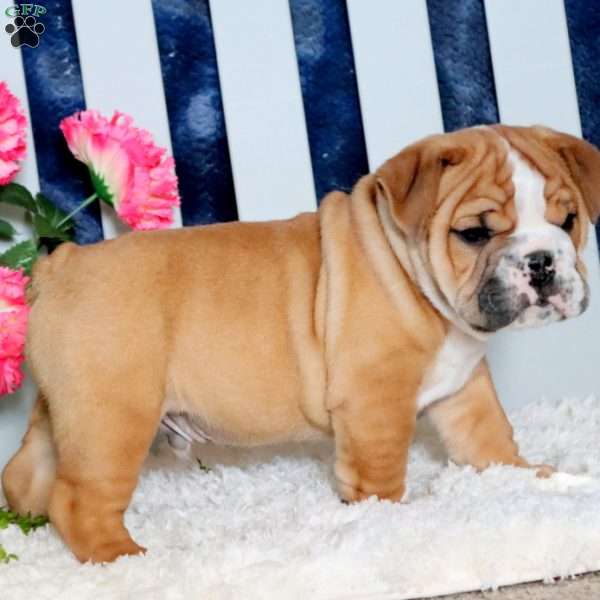 Zach, English Bulldog Puppy