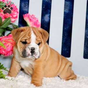 Zach, English Bulldog Puppy