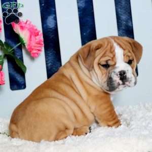 Zach, English Bulldog Puppy