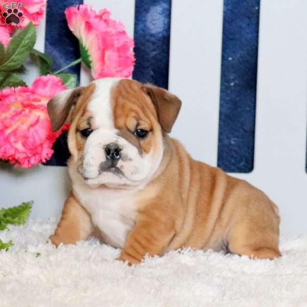 Zane, English Bulldog Puppy