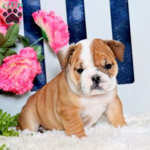 Zane, English Bulldog Puppy