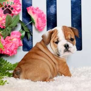 Zane, English Bulldog Puppy