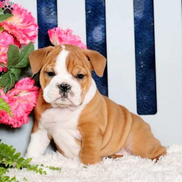 Zara, English Bulldog Puppy