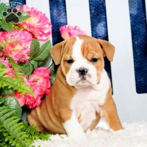 Zara, English Bulldog Puppy