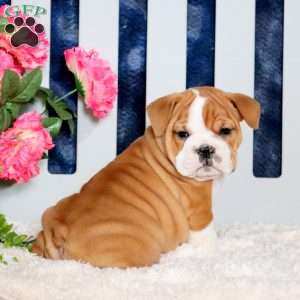 Zara, English Bulldog Puppy