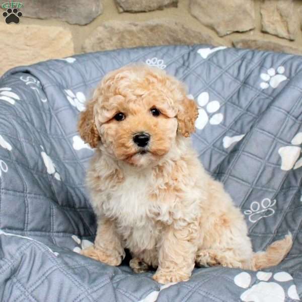 Zeke, Bich-Poo Puppy
