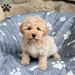 Zeke, Bich-Poo Puppy