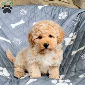 Zeke, Bich-Poo Puppy