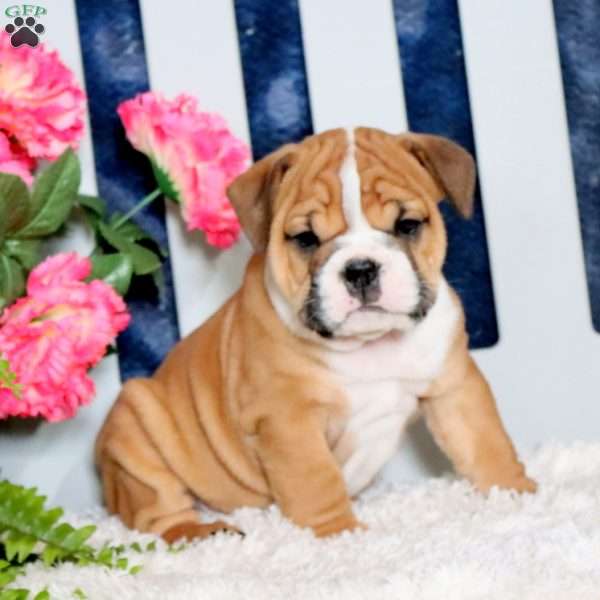 Zeke, English Bulldog Puppy