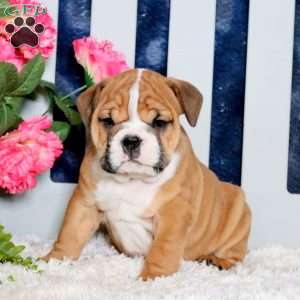Zeke, English Bulldog Puppy